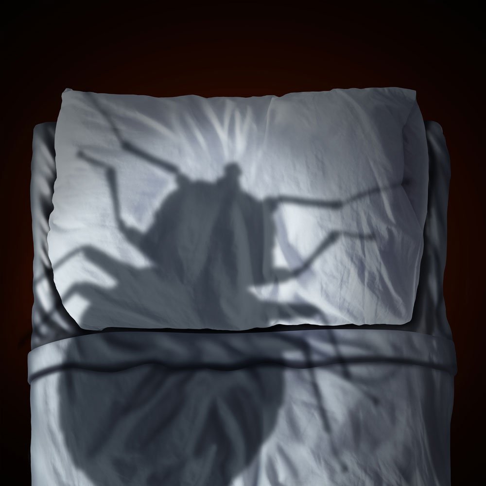 Bed Bugs